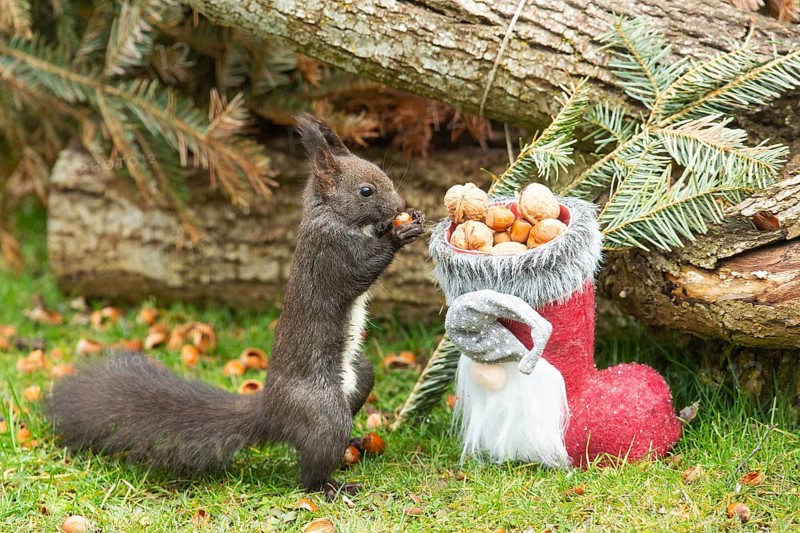 Squirrel holding nut in hands next to Santa's boot standing in front of tree trunk seen right