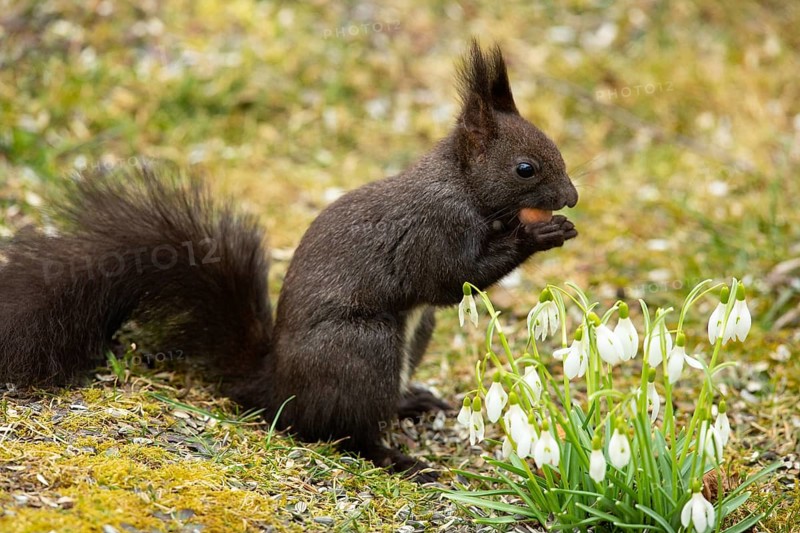 Squirrel holding nut in hands standing in green grass next to white flowers looking right