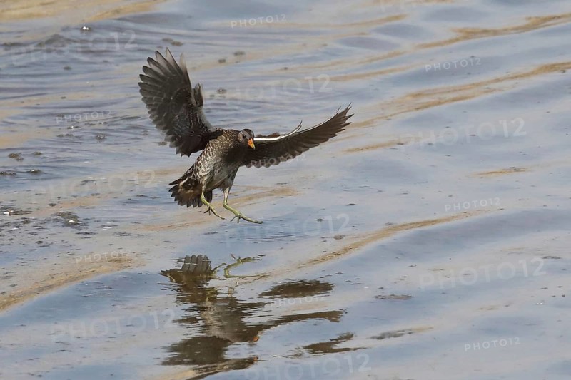 Spotted crake with open wings flying over water looking obliquely from front right