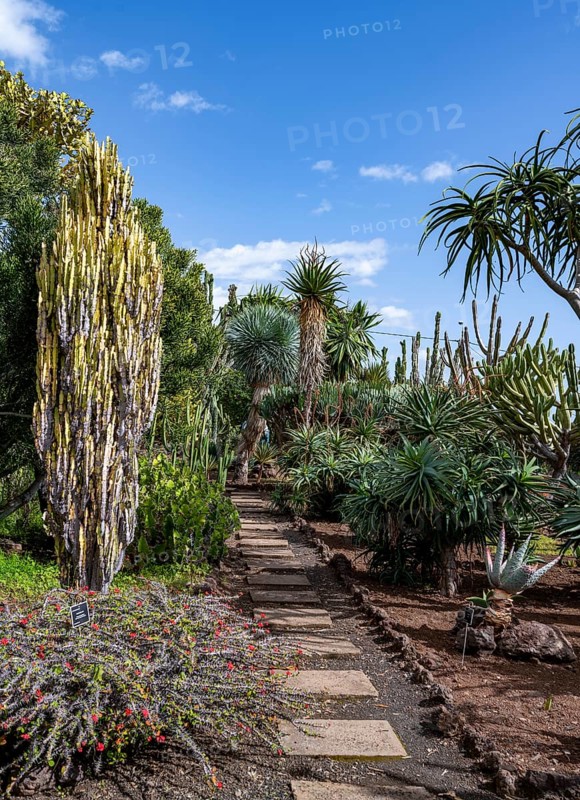 Cacti