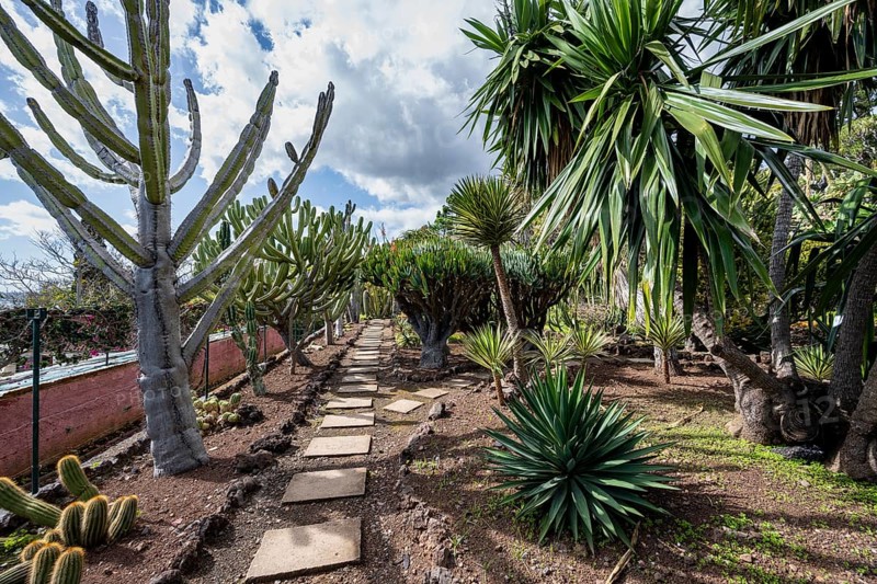 Cacti