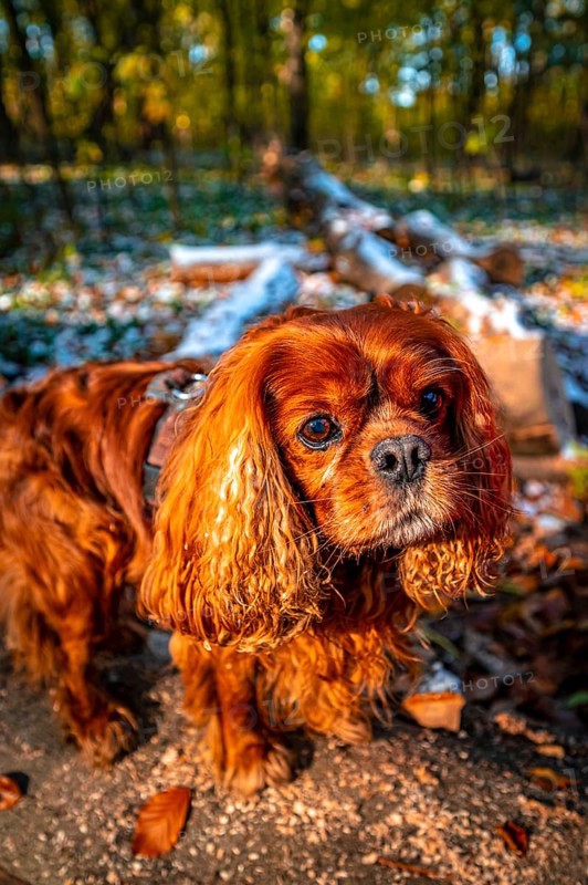 A dog
