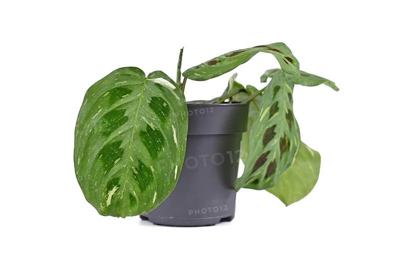 Tropical 'Maranta Leuconeura Kerchoveana Variagata' houseplant with spotted leaves in flower pot isolated on white background