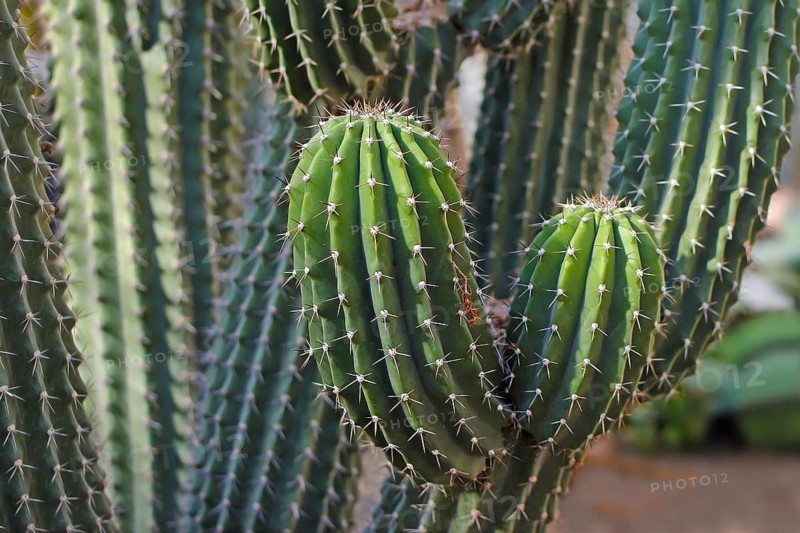 Detail of Neobuxbaumia Scoparia cactus that grows tree-like with defined trunk and branches
