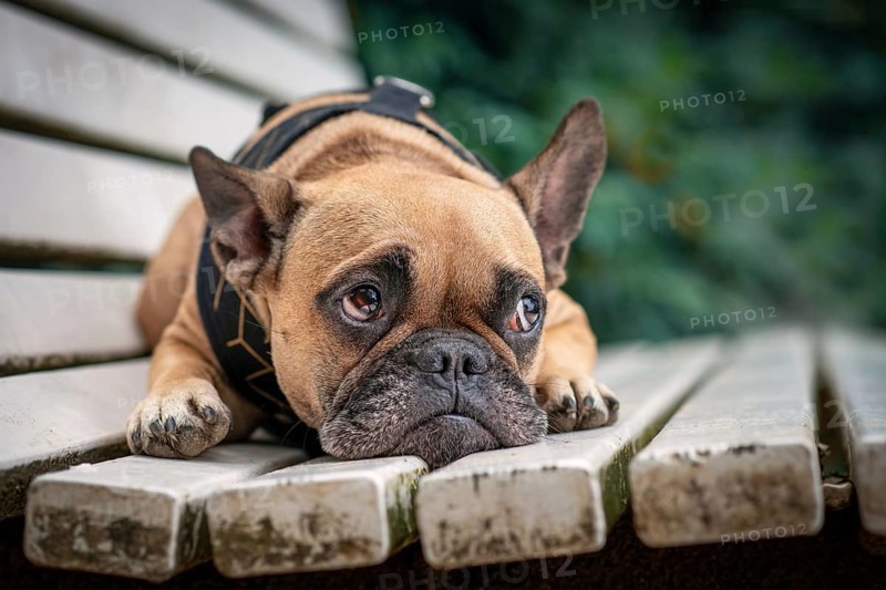Adorable small French Bulldog dog with sad eyes looking up lying on white bench