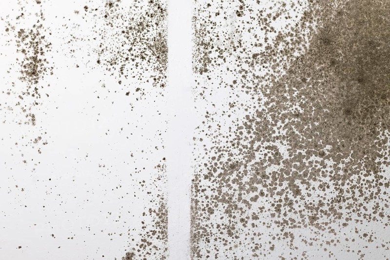 Aspergillus fungal mold growing on white room wall
