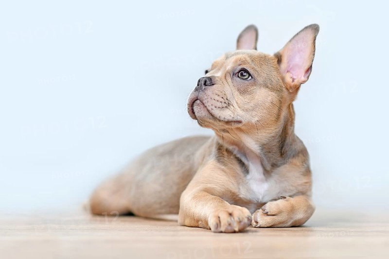 Sable French Bulldog dog puppy with healthy nose lying down