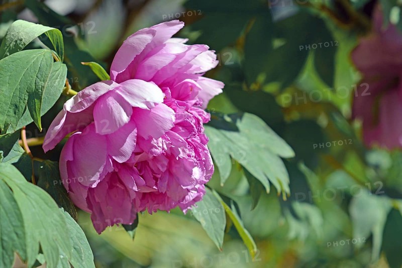 Pink Chinese peony flower in full bloom in early spring on blurry leaf background