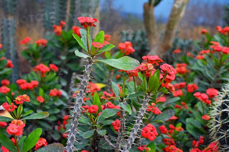 Exotic Crown Of Thorns