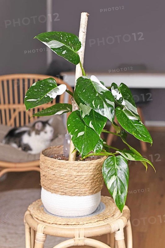Climbing 'Philodendron White Princess' houseplant with white variegation with spots in basket pot on table