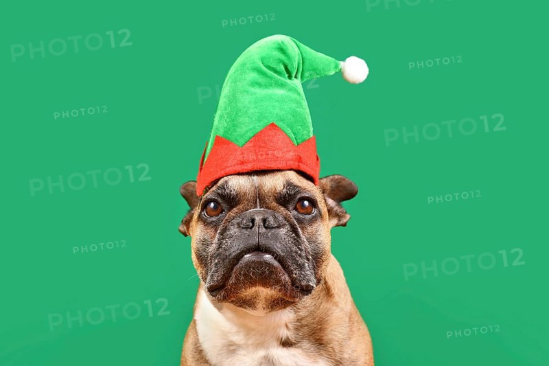 French Bulldog dog dressed up with Christmas elf costume hat in front of green background