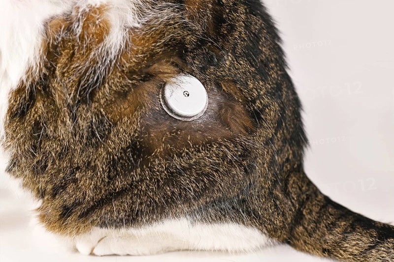 Diabetic cat with glucose monitoring sensor system used to permanently keep track of blood sugar level