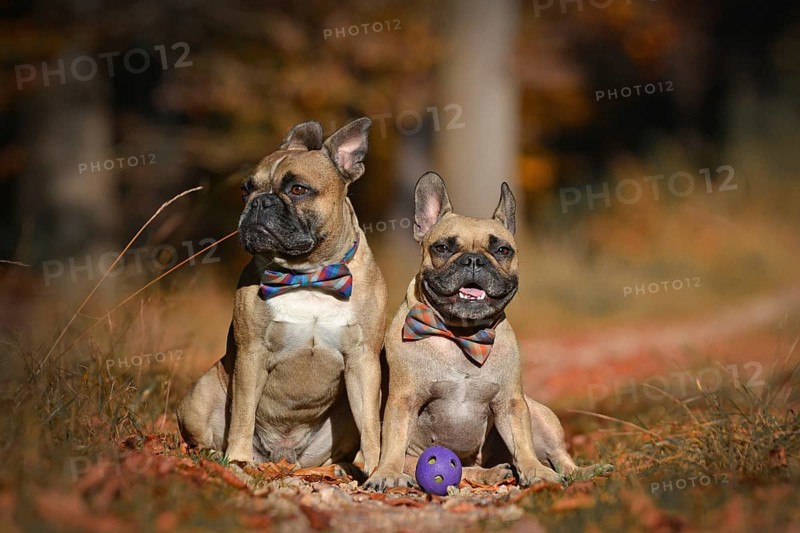 Pair of French Bulldog dogs sitting in seasonal forest with orange and brown fallen autumn leaves