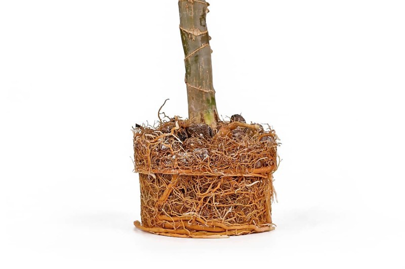 Very rootbound root ball of houseplant