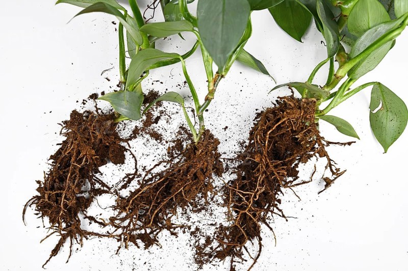 Roots of small exotic houseplants before repotting with expanded clay pellets cultivated in passive semi hydroponics on white background