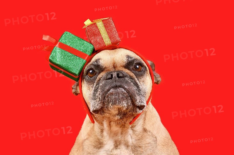 Cute French Bulldog with Chritsmas gift box headband on red background