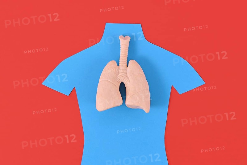 Lung organ model on blue person shaped silhouette