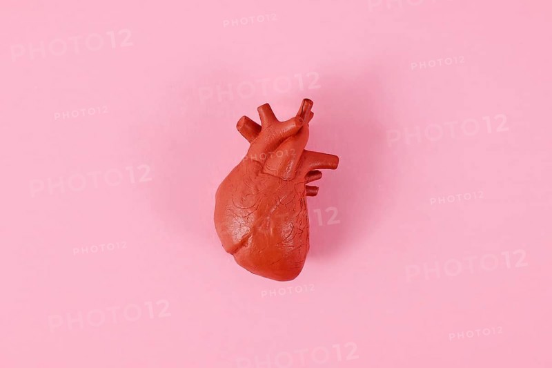 Single heart organ model on pink background