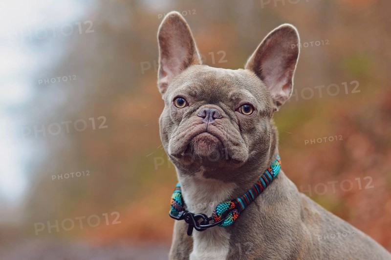 Portrait of diluted colored lilac brindle female French Bulldog dog with grayish fur color and light amber eyes wearing violet woven rope collar in front of blurry background