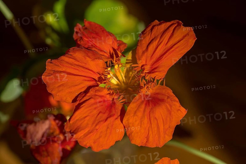 Flower of a small nasturtium