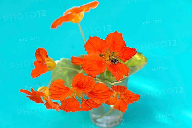 Small nasturtium