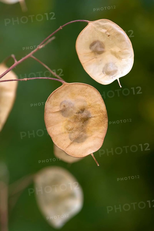 Seed leaf of annual honesty