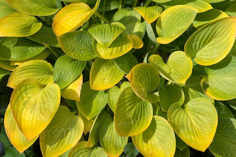 Autumn leaves of a hosta
