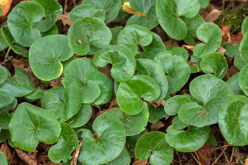 Leaves of the common asarabacca