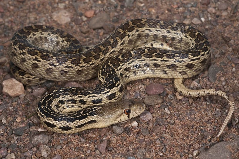 San Diego gopher snake