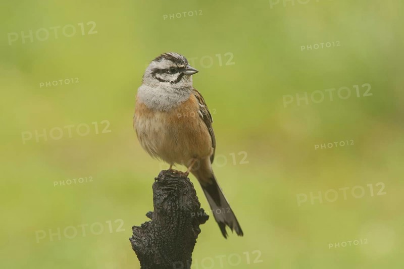 Rock Bunting