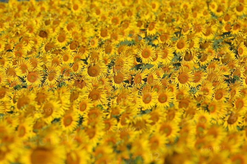 Field with sunflowers