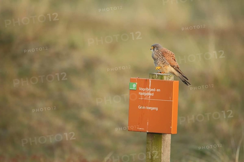 Common kestrel