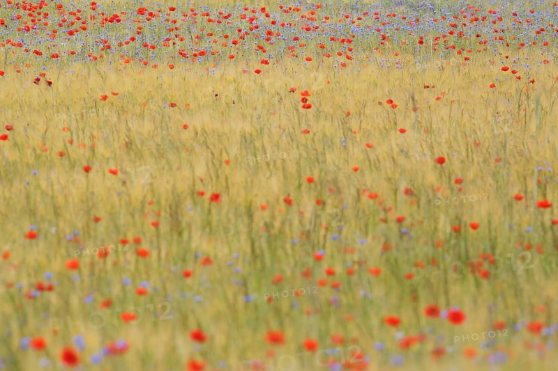 Field of grain with poppies and cornflowers