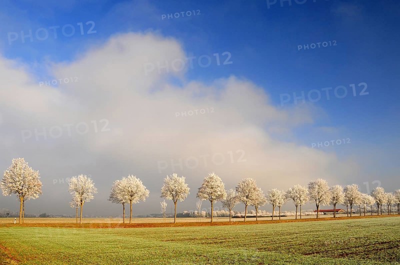 Winter maple avenue