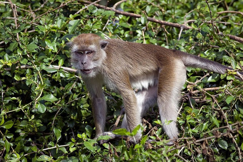 The Crab-eating Macaque
