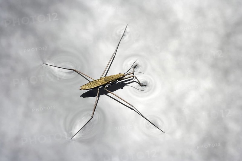 Water Strider