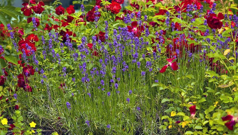 Roses in a lavender bed