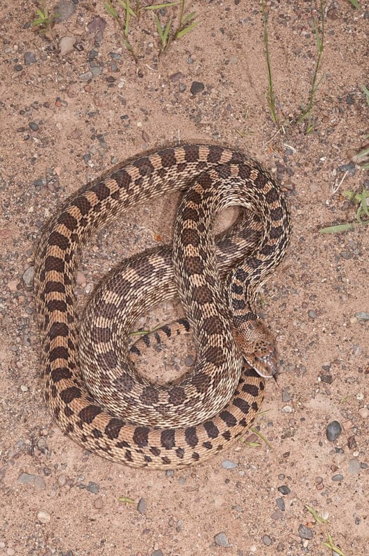 Texas bull snake