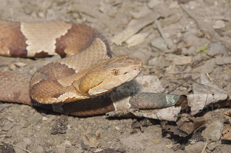 Broadbanded copperhead