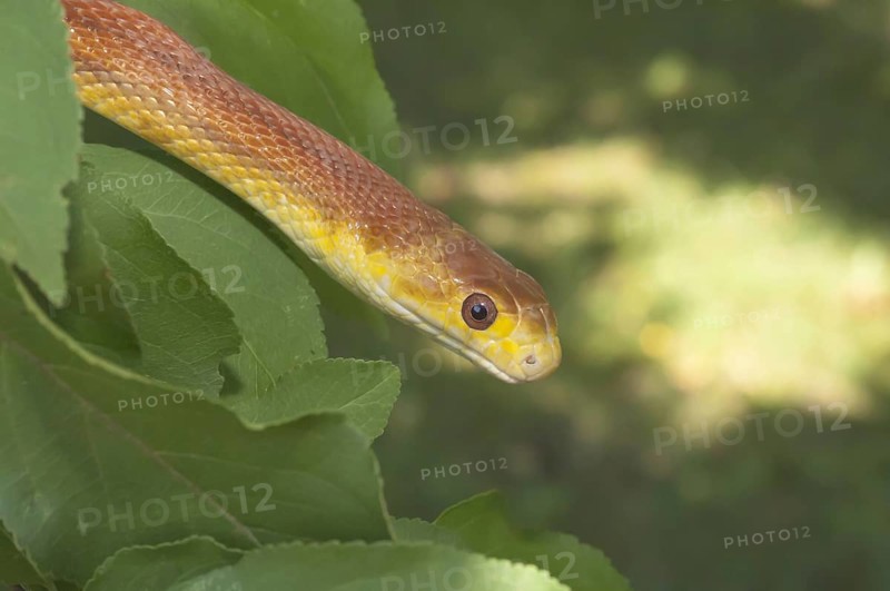 Everglades rat snake