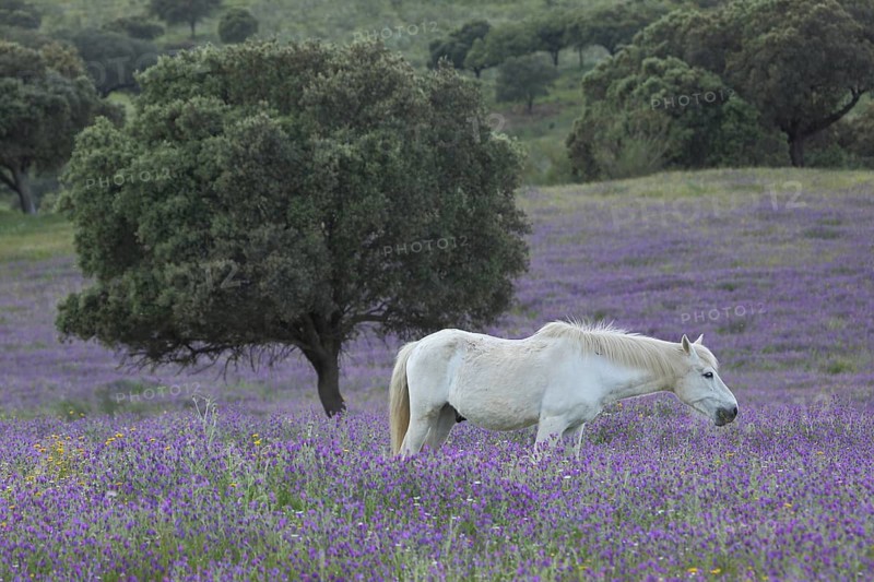 Landscape with holm oak and purple flower meadow and white horse