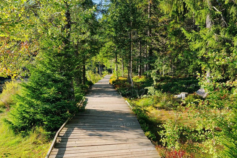 Wooden path in the forest along the Etang de la Gruere mire lake in the canton of Jura