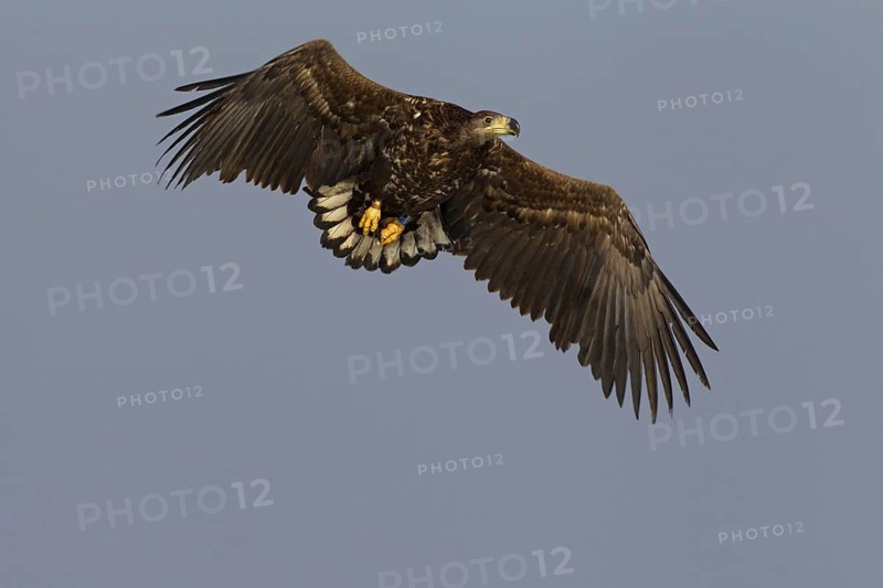 White-tailed Eagle