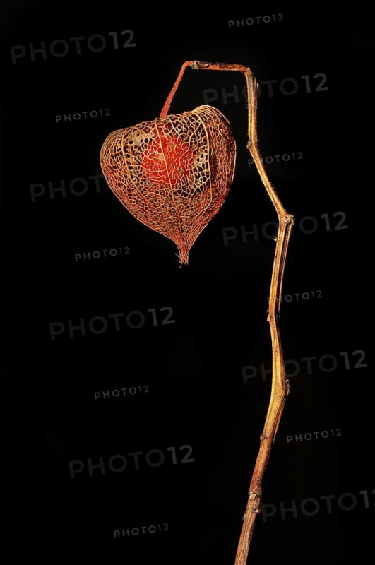 Cape gooseberry