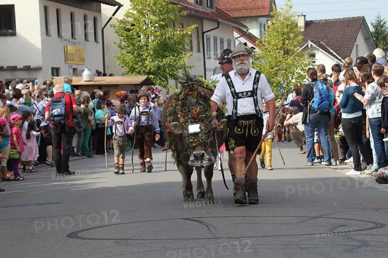 Cattle seperation in Allgaeu