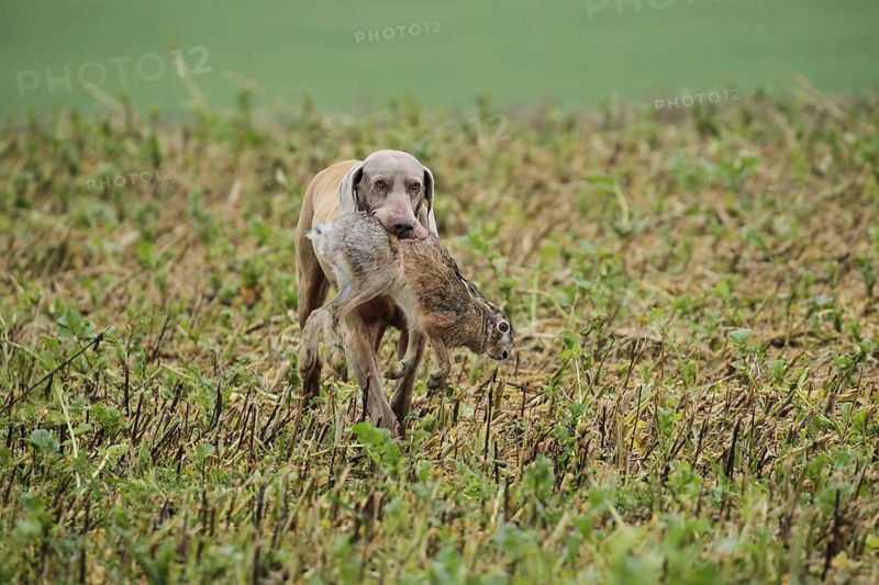 Hunting dog Weimaraner shorthair retrieves hare