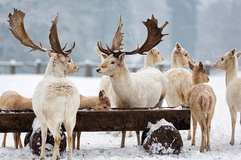 White fallow deer