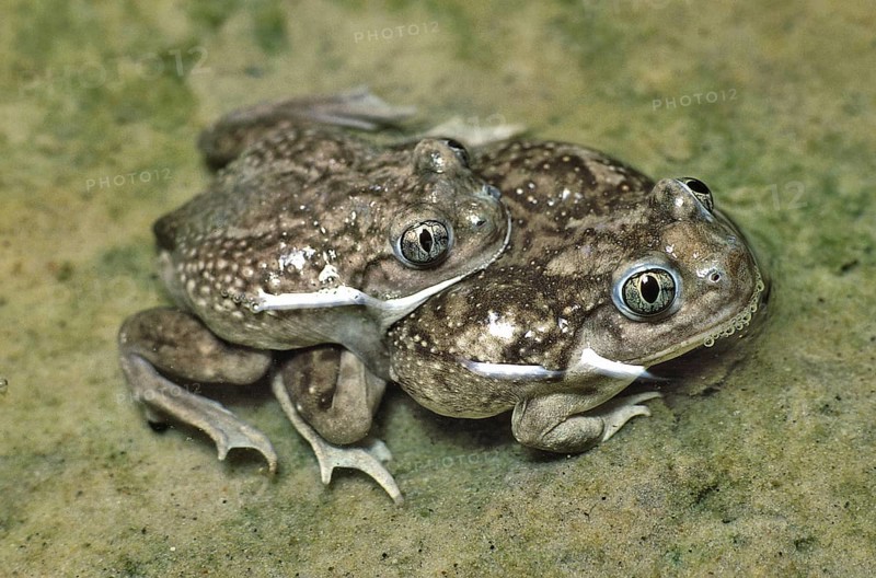 Plains Spadefoot Toads Spawning