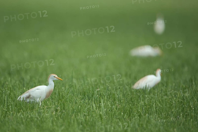 Four cattle egret