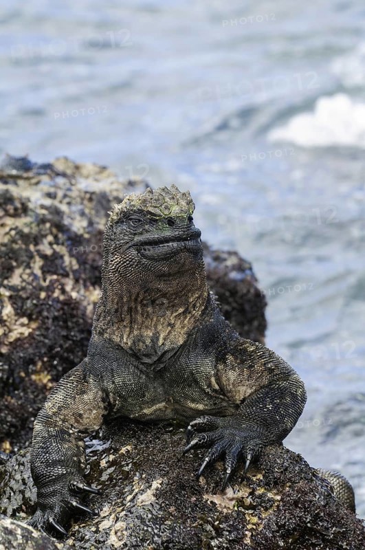 Marine iguana
